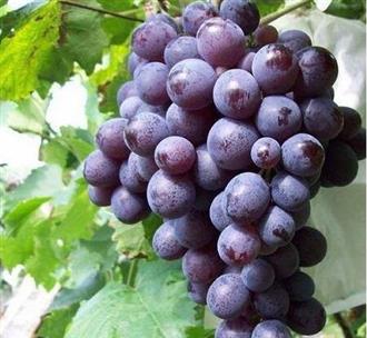 玫瑰香葡萄能和枸杞一起吃吗_玫瑰香葡萄和枸杞可以一起吃吗/同吃