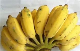香蕉有种子吗