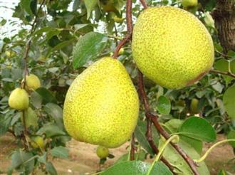 莱阳梨能和大花蟹一起吃吗/同吃_莱阳梨和大花蟹相克吗