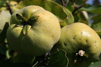 榅桲能和柿子一起吃吗/同吃_榅桲和柿子相克吗