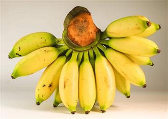 粉蕉能和香芋一起吃吗/同吃_粉蕉和香芋相克吗 粉蕉能和香芋一起吃吗/同吃_粉蕉和香芋相克吗