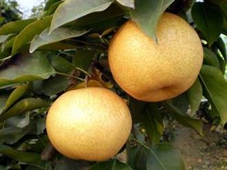 马蹄黄梨能和猪蹄一起吃吗/同吃_马蹄黄梨和猪蹄相克吗