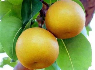 冬果梨能和柿子一起吃吗/同吃_冬果梨和柿子相克吗