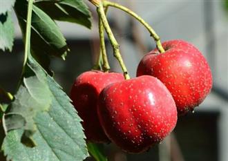 红果能和牛肉一起吃吗_红果和牛肉可以一起吃吗/同吃