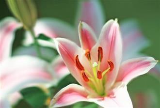 百合花能和芹菜一起吃吗_百合花和芹菜可以一起吃吗/同吃