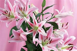 百合花能和梨一起吃吗_百合花和梨可以一起吃吗/同吃