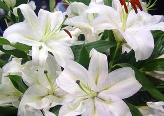 百合花能和牡蛎一起吃吗_百合花和牡蛎可以一起吃吗/同吃