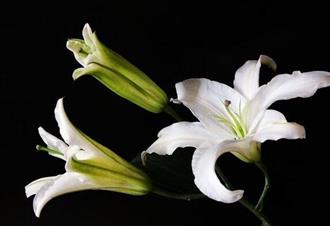百合花能和火腿一起吃吗/同吃_百合花和火腿相克吗