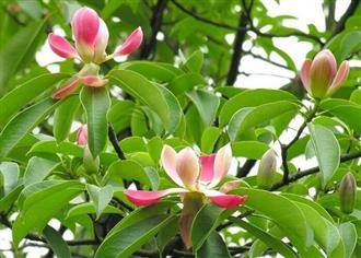 木莲