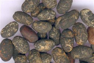 淡豆豉能和鸭翅一起吃吗_淡豆豉和鸭翅可以一起吃吗/同吃