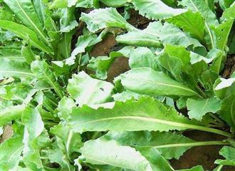 孕妇能喝板蓝根吗