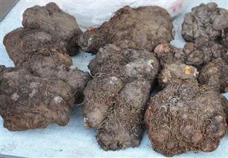 首乌能和猪肉一起吃吗/同吃_首乌和猪肉相克吗 首乌能和猪肉一起吃吗/同吃_首乌和猪肉相克吗