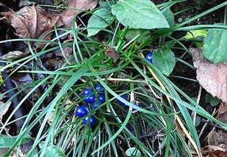 麦冬能和川贝母一起吃吗_麦冬和川贝母可以一起吃吗/同吃