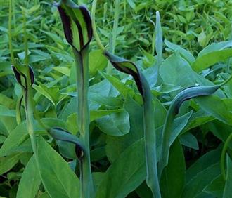 半夏能和瘦羊肉一起吃吗/同吃_半夏和瘦羊肉相克吗