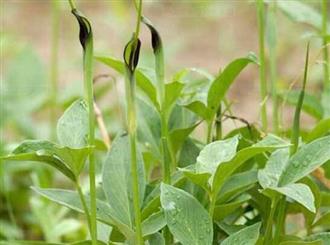 半夏能和羊腿肉一起吃吗/同吃_半夏和羊腿肉相克吗 半夏能和羊腿肉一起吃吗/同吃_半夏和羊腿肉相克吗