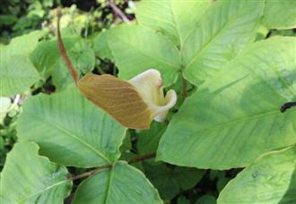 半夏能和羊里脊肉一起吃吗/同吃_半夏和羊里脊肉相克吗