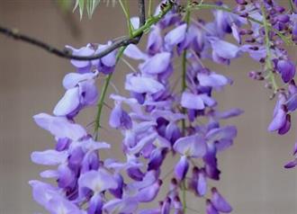紫藤花