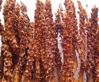 草苁蓉能和杜仲一起吃吗_草苁蓉和杜仲可以一起吃吗/同吃