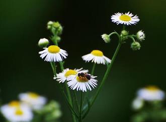 菊花能和鸡肉一起吃吗/同吃_菊花和鸡肉相克吗