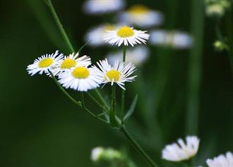 菊花能和鸡胸脯肉一起吃吗/同吃_菊花和鸡胸脯肉相克吗