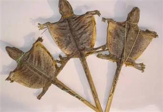 蛤蚧能和南美螺一起吃吗/同吃_蛤蚧和南美螺相克吗 蛤蚧能和南美螺一起吃吗/同吃_蛤蚧和南美螺相克吗