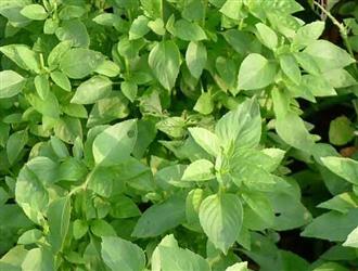 荆芥能和防风一起吃吗_荆芥和防风可以一起吃吗/同吃