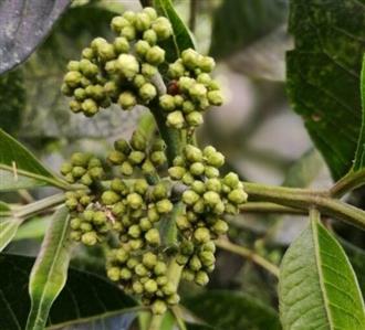 吴茱萸能和生蚝一起吃吗/同吃_吴茱萸和生蚝相克吗
