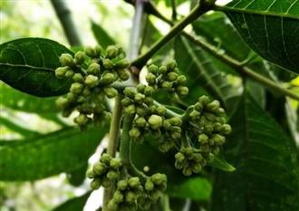 吴茱萸能和牡蛎一起吃吗/同吃_吴茱萸和牡蛎相克吗