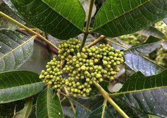 吴茱萸能和海蜊子一起吃吗/同吃_吴茱萸和海蜊子相克吗