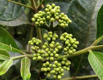 吴茱萸能和蚝豉一起吃吗/同吃_吴茱萸和蚝豉相克吗