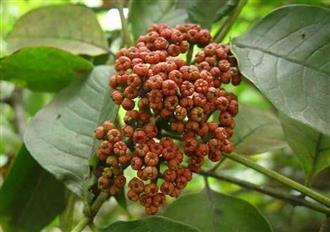吴茱萸能和海蛎一起吃吗/同吃_吴茱萸和海蛎相克吗