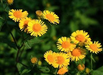 菊花能和火腿一起吃吗/同吃_菊花和火腿相克吗