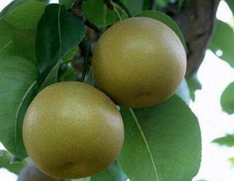 秋子梨能和帝王蟹一起吃吗/同吃_秋子梨和帝王蟹相克吗