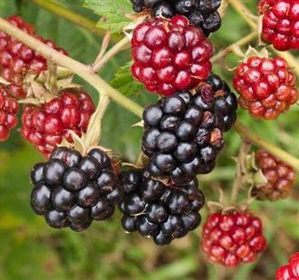 黑莓能和鸡胗一起吃吗_黑莓和鸡胗可以一起吃吗/同吃