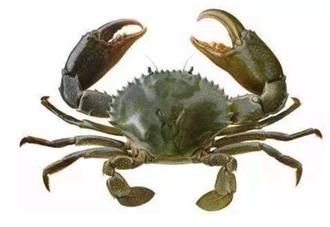 膏蟹能和桔子一起吃吗/同吃_膏蟹和桔子相克吗 膏蟹能和桔子一起吃吗/同吃_膏蟹和桔子相克吗