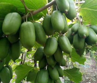 软枣猕猴桃能和河蚌一起吃吗/同吃_软枣猕猴桃和河蚌相克吗