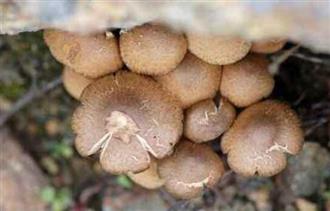 蘑菰蕈