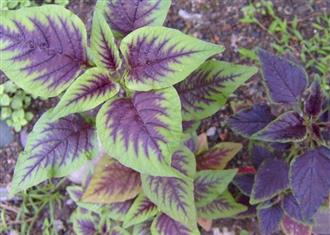 苋实能和梭子蟹一起吃吗/同吃_苋实和梭子蟹相克吗