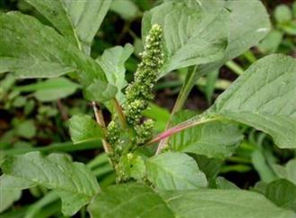 苋实能和青蟹一起吃吗/同吃_苋实和青蟹相克吗