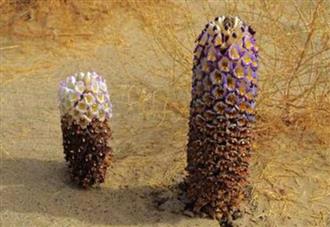 肉松蓉能和火麻仁一起吃吗_肉松蓉和火麻仁可以一起吃吗/同吃