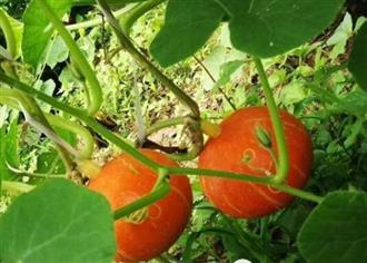 金瓜能和红枣一起吃吗_金瓜和红枣可以一起吃吗/同吃