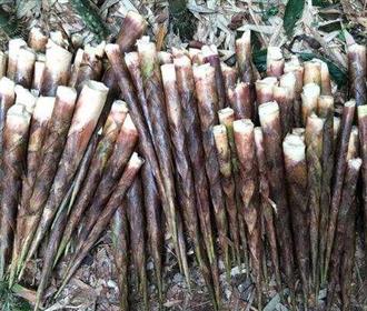 牛尾笋能和羊肉一起吃吗/同吃_牛尾笋和羊肉相克吗