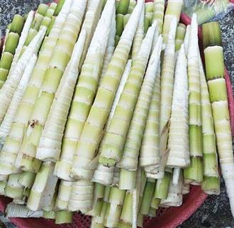 笋能和鸡肉一起吃吗_笋和鸡肉可以一起吃吗/同吃