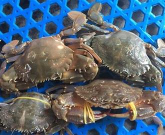 石蟹能和水芹菜一起吃吗/同吃_石蟹和水芹菜相克吗