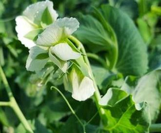 豌豆花能和蘑菇一起吃吗_豌豆花和蘑菇可以一起吃吗/同吃