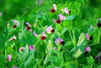 豌豆花能和玉米一起吃吗_豌豆花和玉米可以一起吃吗/同吃