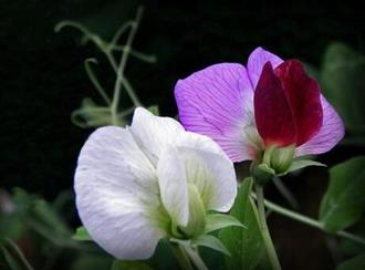 花豌豆能和醋一起吃吗/同吃_花豌豆和醋相克吗