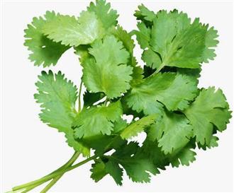 香菜能和火腿一起吃吗/同吃_香菜和火腿相克吗 香菜能和火腿一起吃吗/同吃_香菜和火腿相克吗