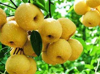 香水梨能和螃蟹一起吃吗/同吃_香水梨和螃蟹相克吗