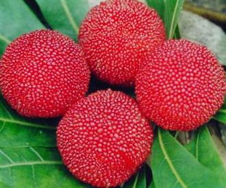 丁岙杨梅能和大葱一起吃吗/同吃_丁岙杨梅和大葱相克吗